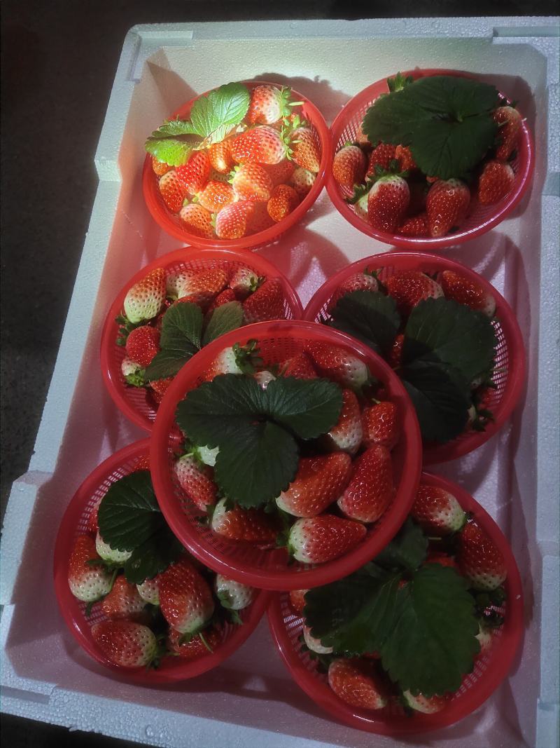 万亩优质草莓基地大量供应草莓，质量好价格低口感甜
