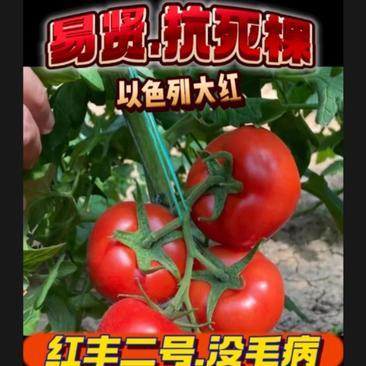 山东潍坊寿光南方露天大红石头番茄种子北方保护地大红番茄种
