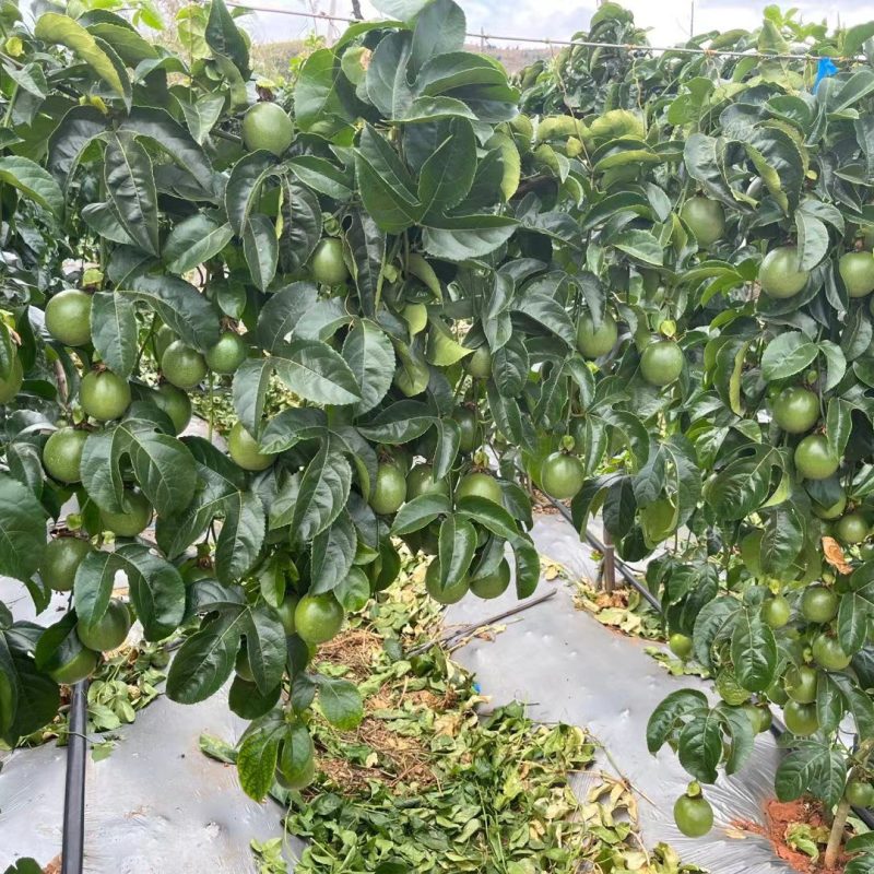云南百香果大量有果