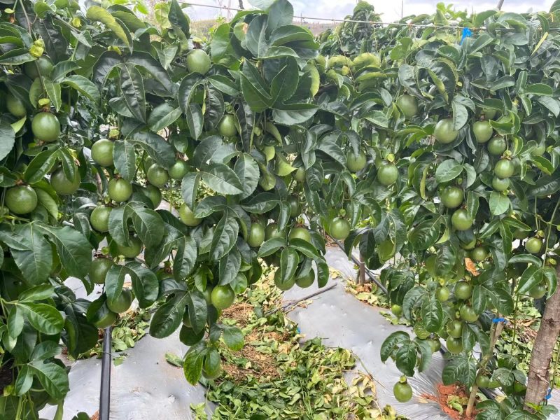 云南百香果大量有果