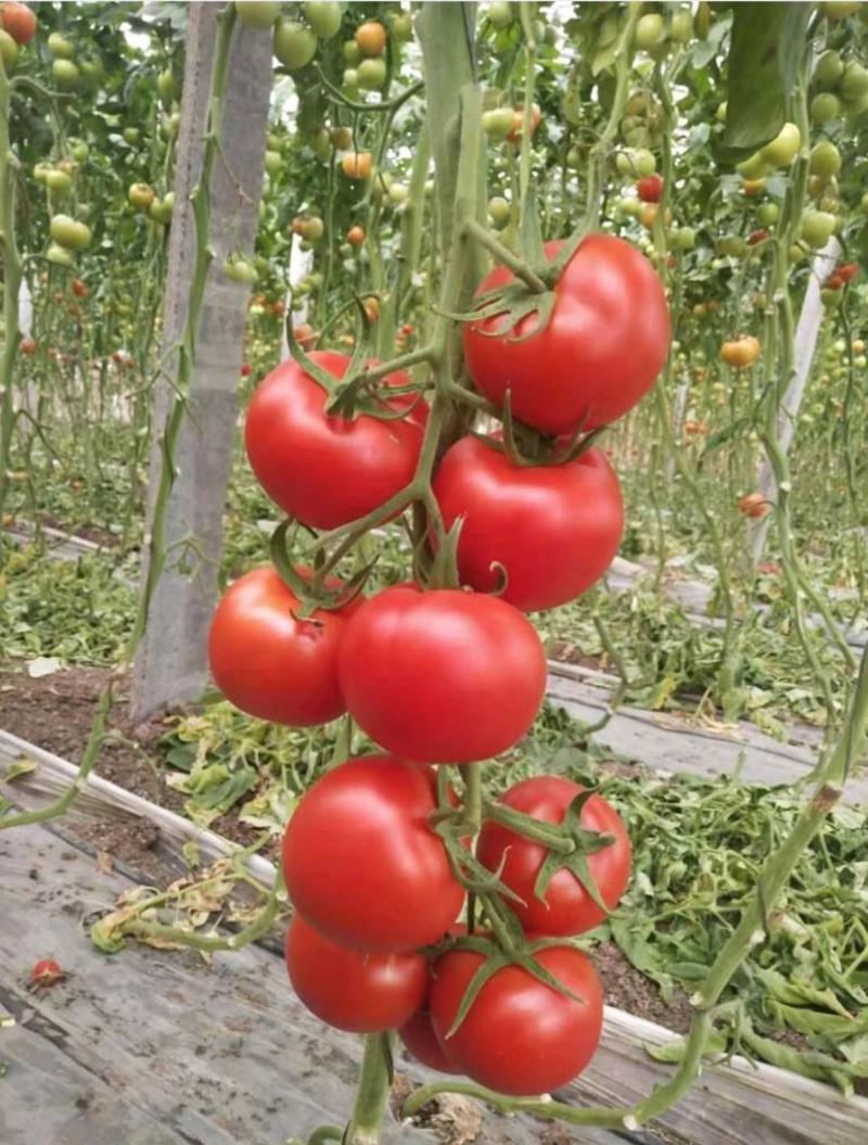 山东潍坊寿光南方露天大红石头番茄种子北方保护地大红番茄种