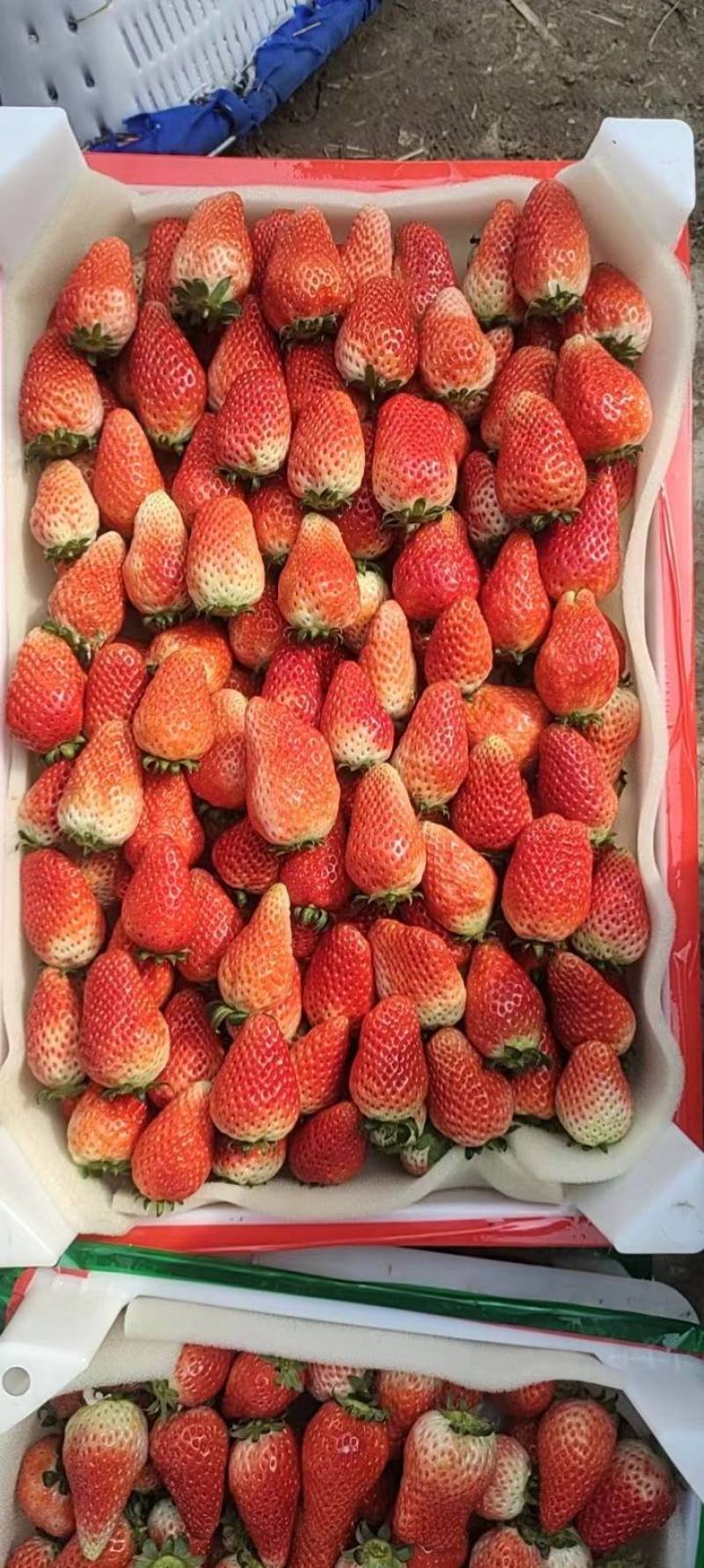 草莓天仙醉草莓阜阳产区直发保质保量发货全国