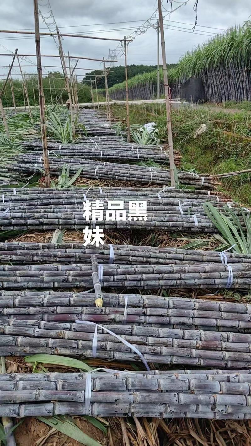 精品黑皮甘蔗广西黑皮甘蔗崇左甘蔗量大从优产地发货