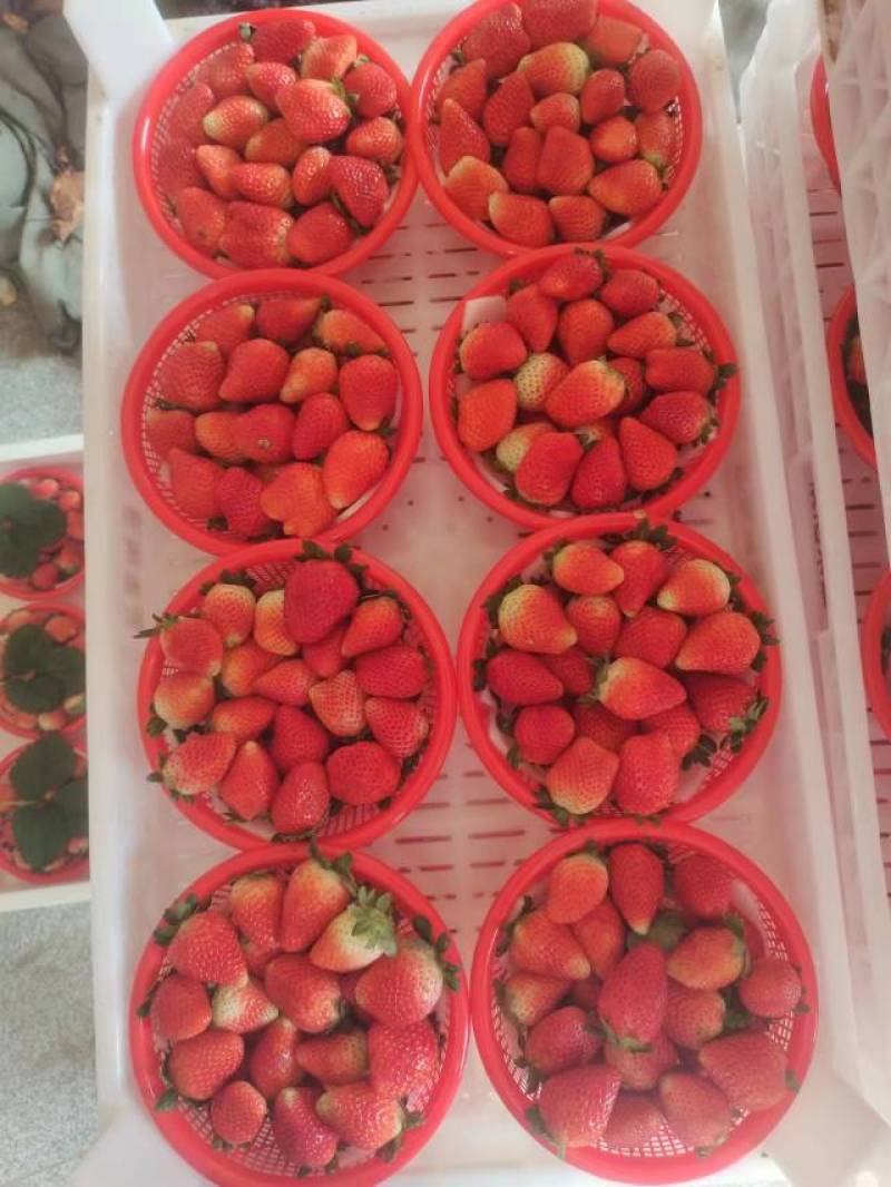 天仙醉草莓基地直发一手货源保质保量发货全国