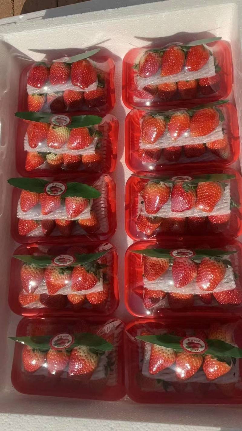 天仙醉草莓基地直发一手货源保质保量发货全国
