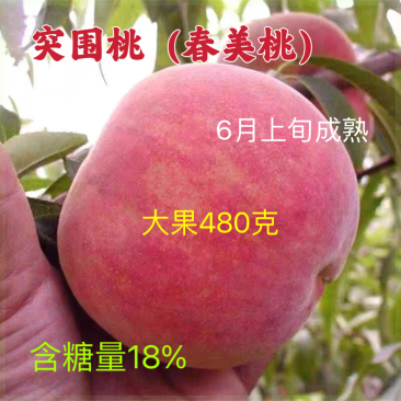 果园直发桃树苗早熟新品种突围春丽桃包品种成活率死苗补发