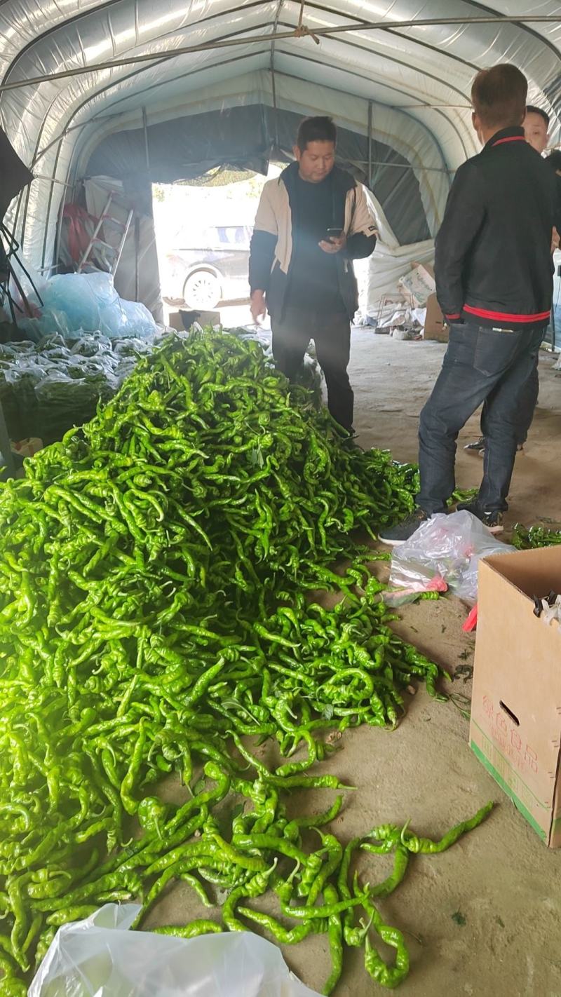 福建螺丝椒大量上市诚信经营品质保证量大从优欢迎联系