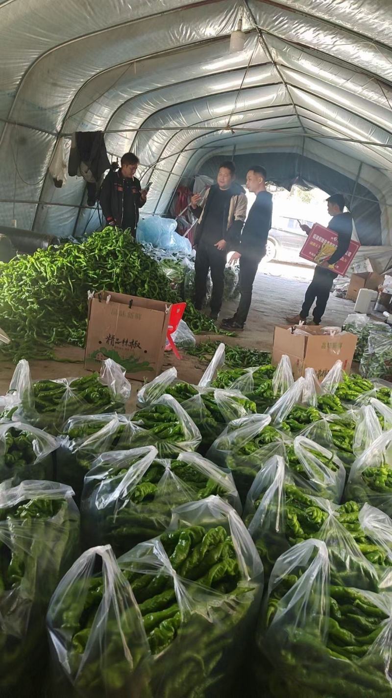 福建螺丝椒大量上市诚信经营品质保证量大从优欢迎联系