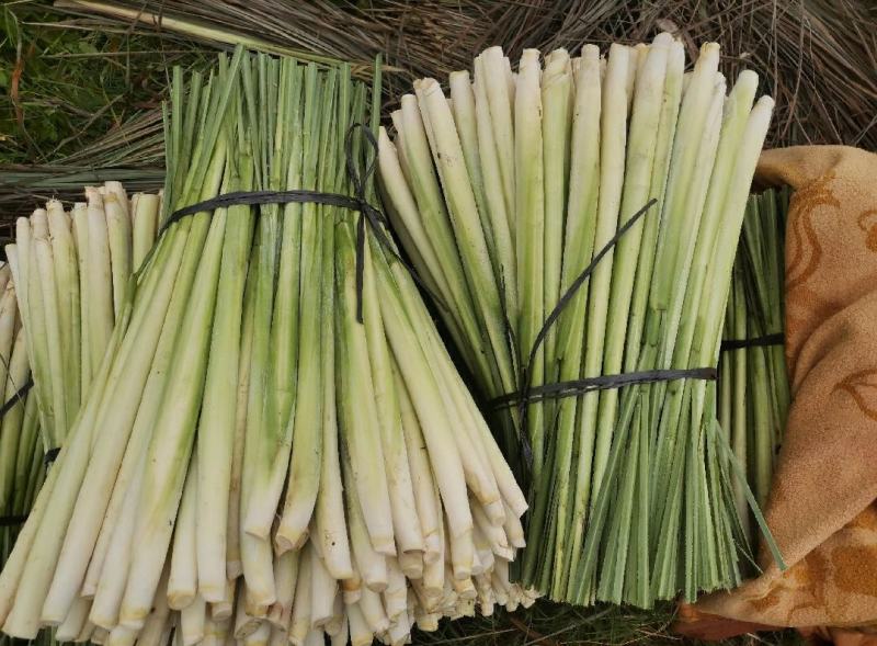 广西柠檬香茅草自家基地种植产地发货一手货源价格优惠