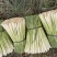 广西柠檬香茅草自家基地种植产地发货一手货源价格优惠
