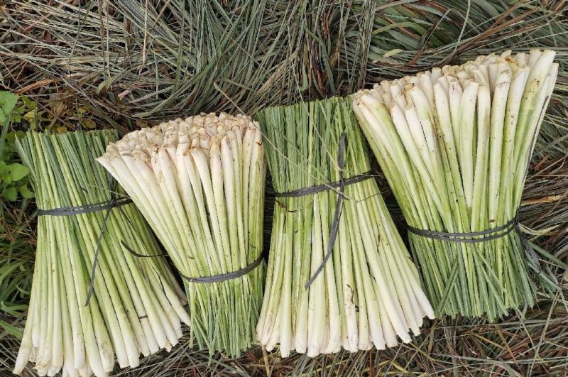 广西柠檬香茅草自家基地种植产地发货一手货源价格优惠