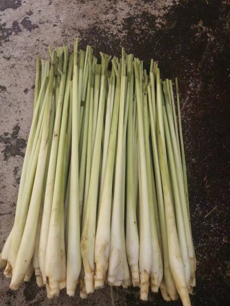 广西柠檬香茅草自家基地种植产地发货一手货源价格优惠