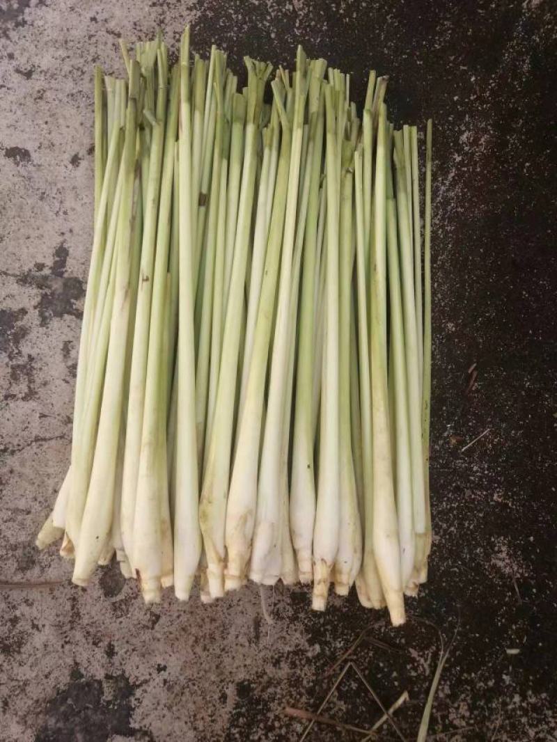广西柠檬香茅草自家基地种植产地发货一手货源价格优惠