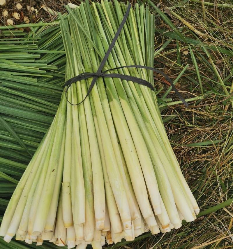 广西柠檬香茅草自家基地种植产地发货一手货源价格优惠