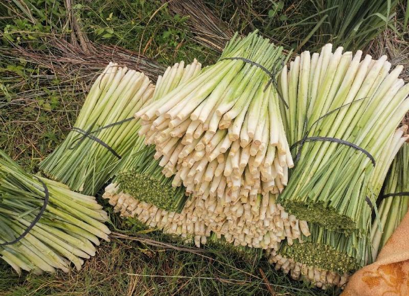 广西柠檬香茅草自家基地种植产地发货一手货源价格优惠