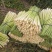 精品香茅草产地直发一手货源批发品质保证价格优惠