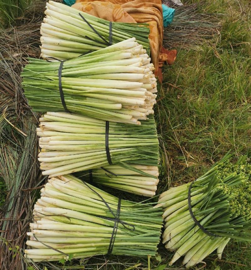 精品香茅草产地直发一手货源批发品质保证价格优惠