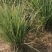 精品香茅草产地直发一手货源批发品质保证价格优惠