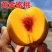 果园直发桃树苗新品种特大晚熟黄金蜜四号（芒果味）保证品种