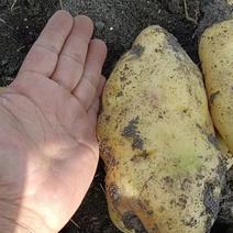 内蒙古呼伦贝尔土豆，马铃薯，量大价优，产地直发，协助装车