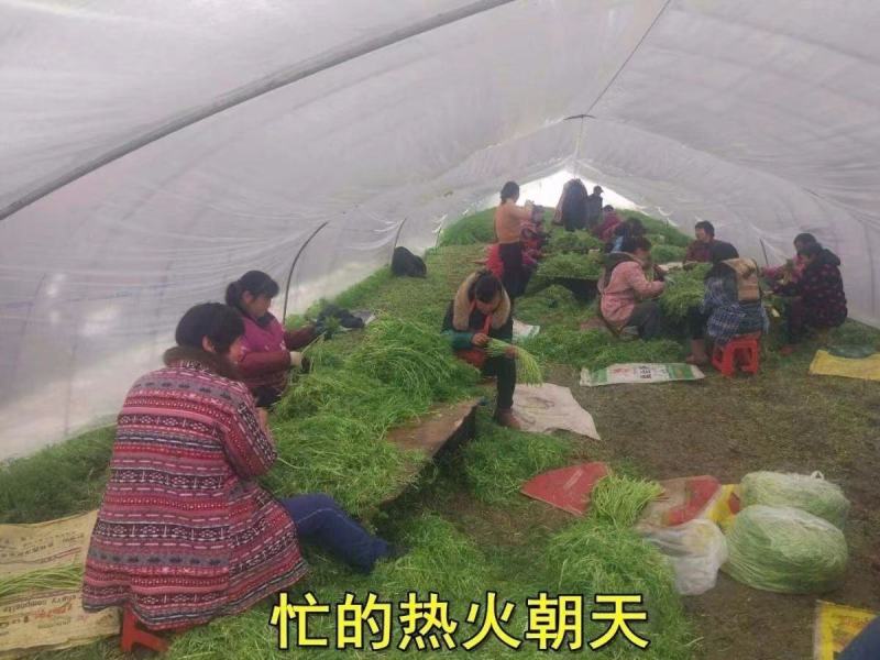 新鲜黎蒿产地直供