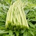 新鲜黎蒿产地直供