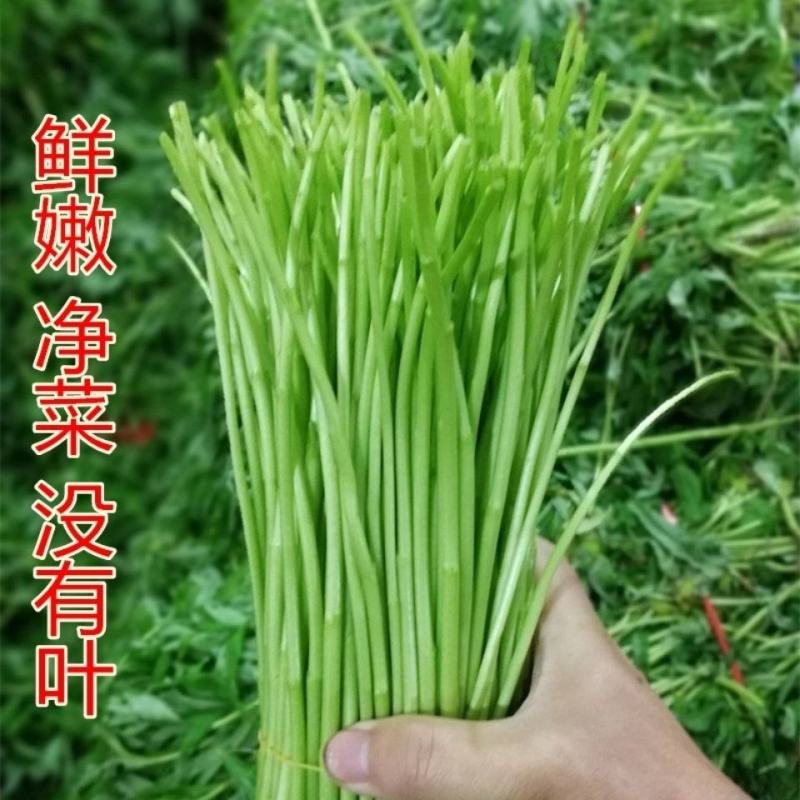 新鲜黎蒿产地直供