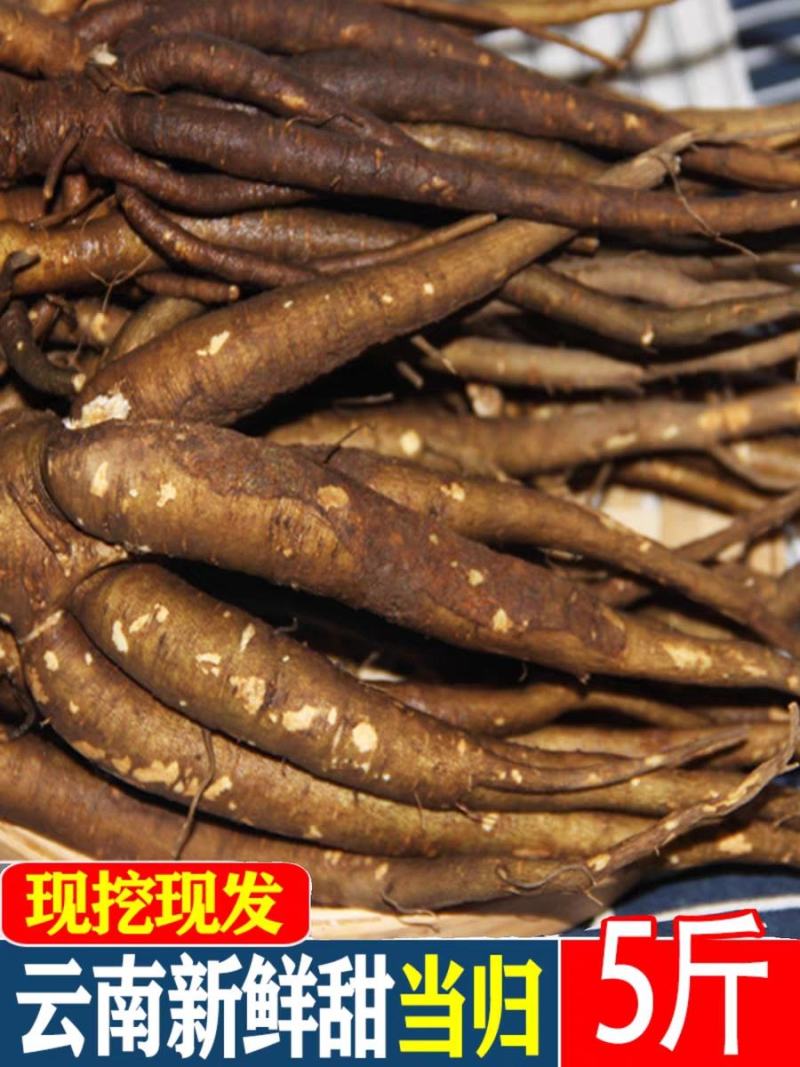 云南新鲜现挖西归，甜当归产地直发