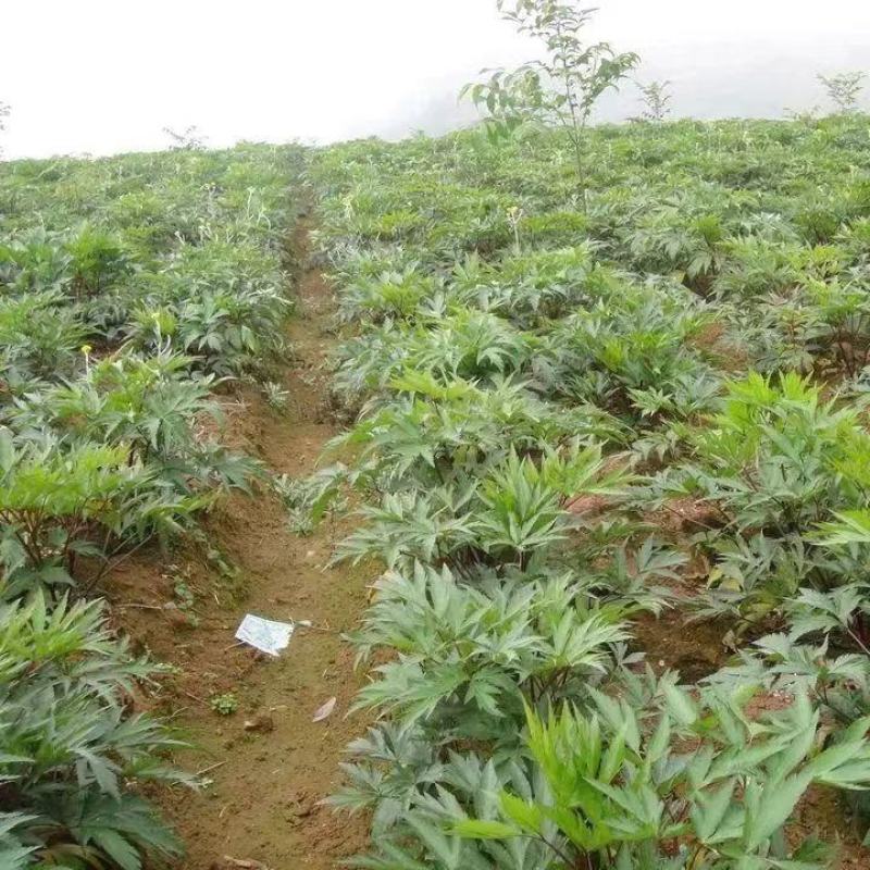 云南新鲜现挖西归，甜当归产地直发