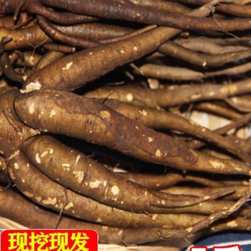 云南新鲜现挖西归，甜当归产地直发