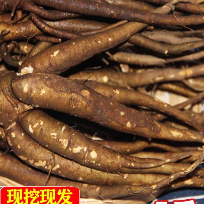 云南新鲜现挖西归，甜当归产地直发
