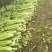 【精选】河北永年西芹-产地直供-量大从优-价格优惠