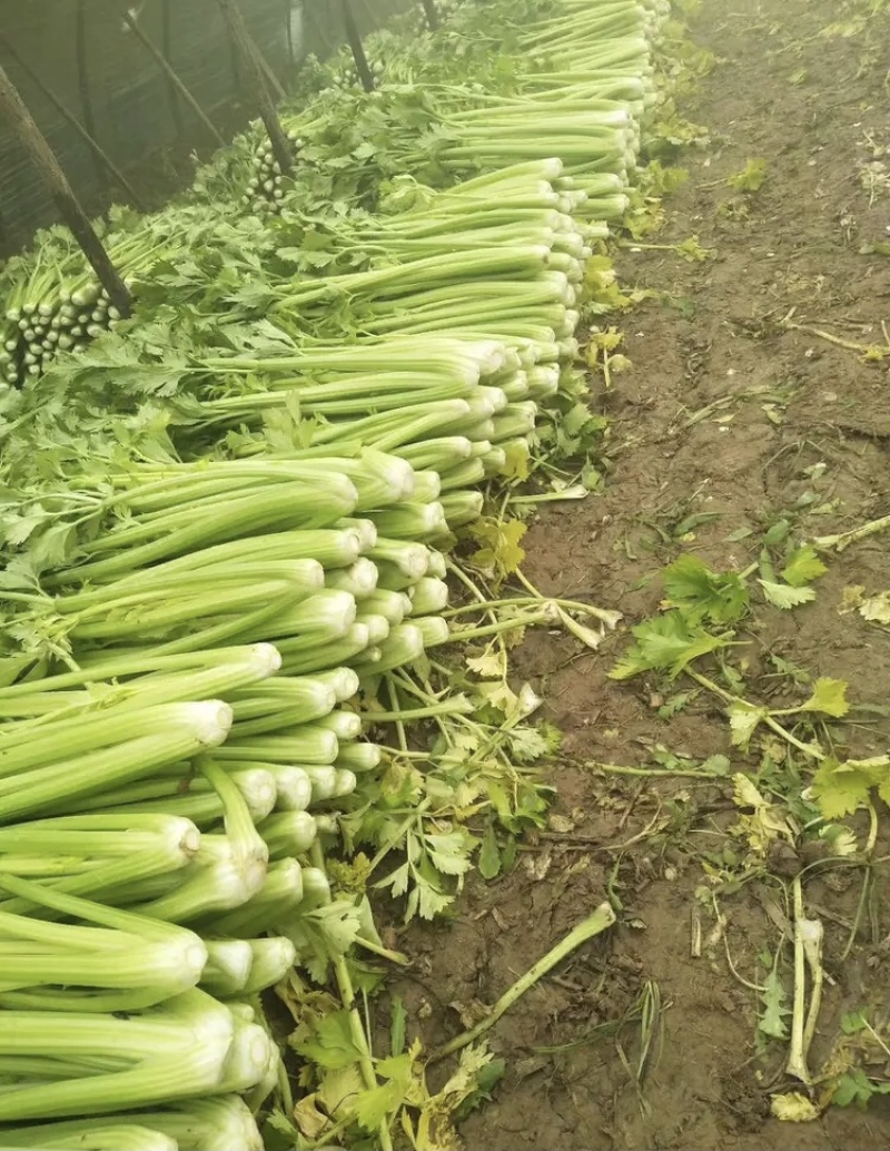 【精选】河北永年西芹-产地直供-量大从优-价格优惠
