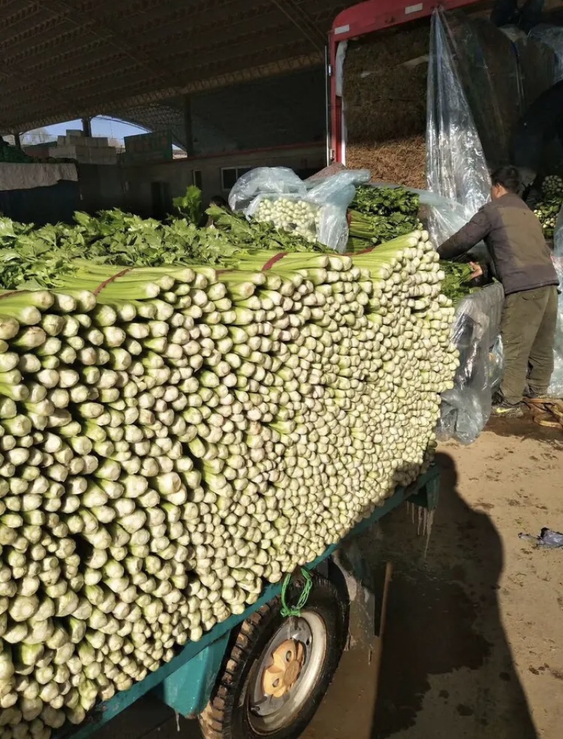 【精选】河北永年西芹-产地直供-量大从优-价格优惠