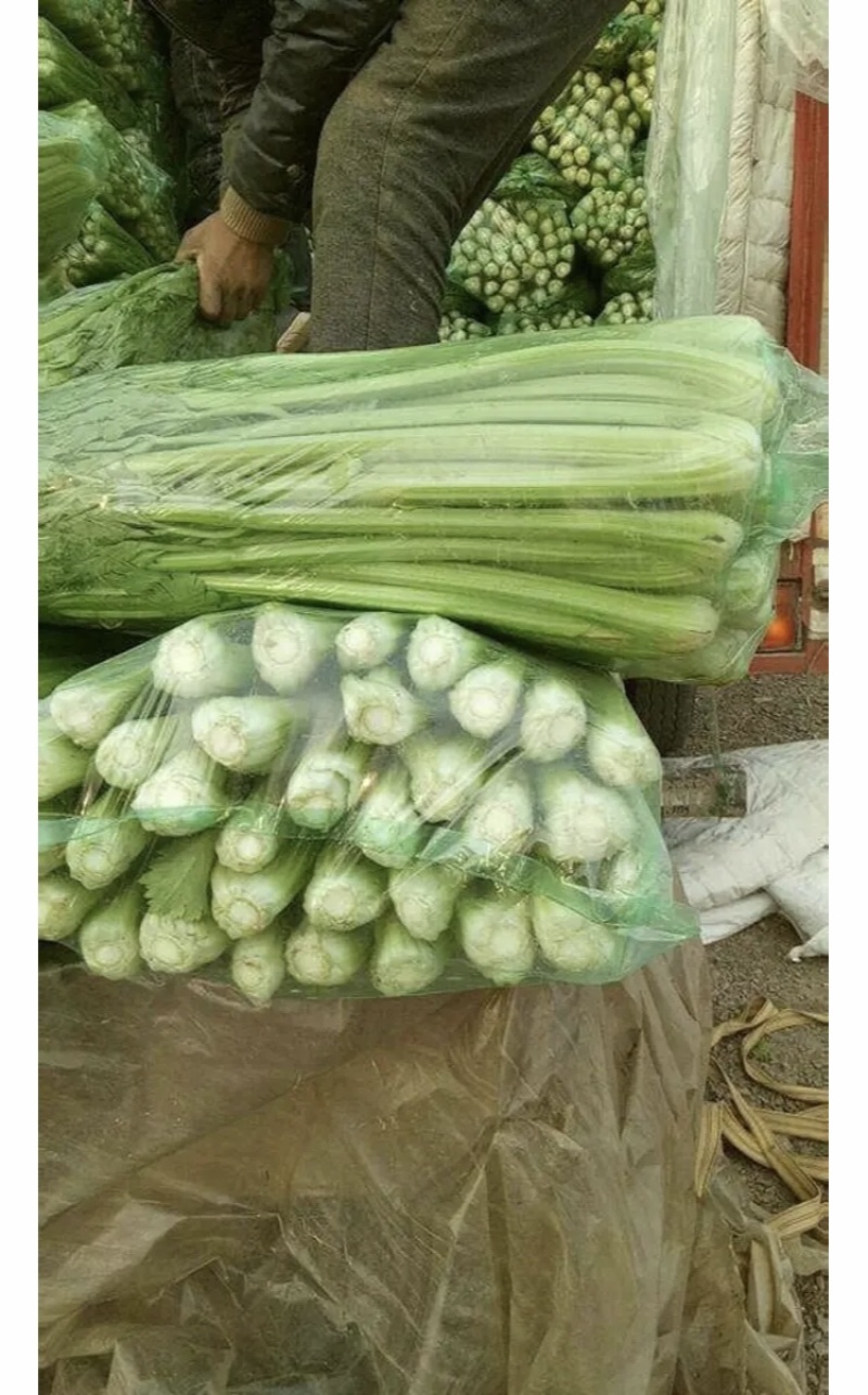 【精选】河北永年西芹-产地直供-量大从优-价格优惠