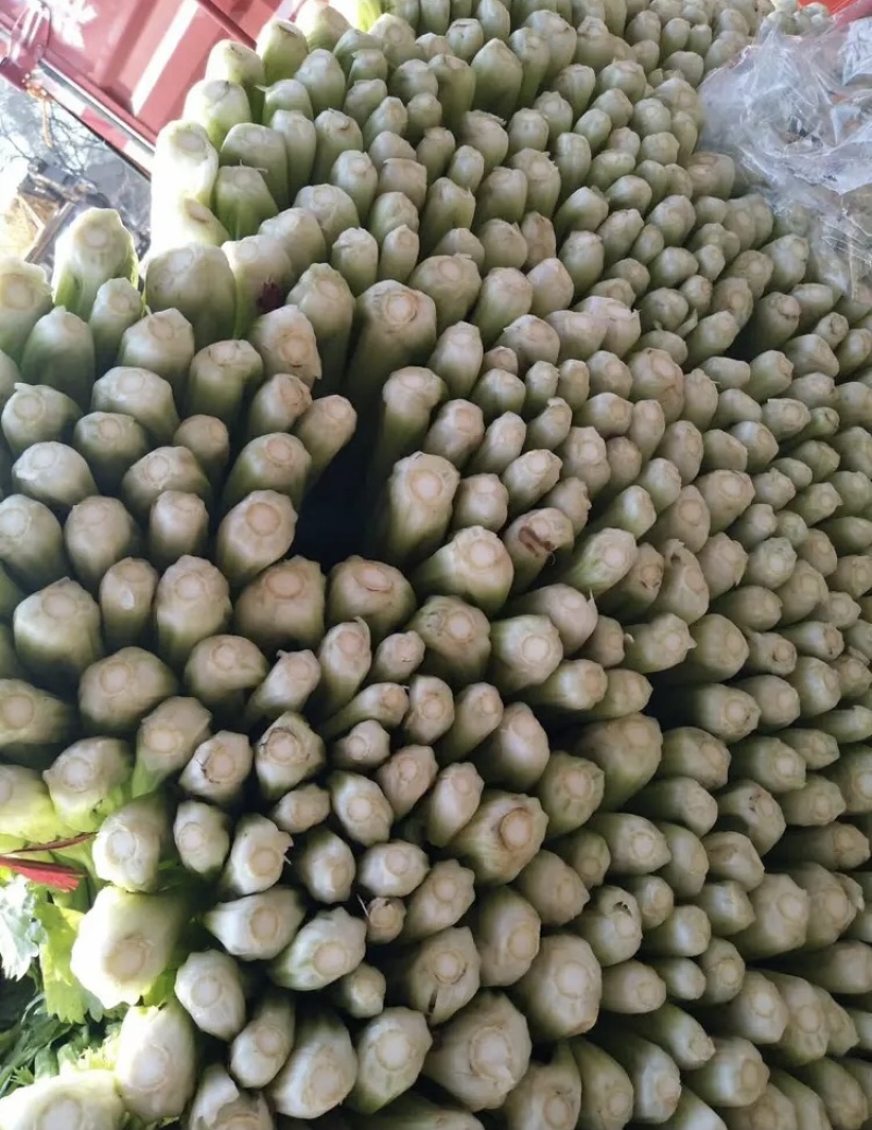 【精选】河北永年西芹-产地直供-量大从优-价格优惠