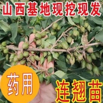 【热销】药用连翘苗，新品种3号高产连翘苗，大果药用基地直