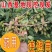 【热销】药用连翘苗，新品种3号高产连翘苗，大果药用基地直