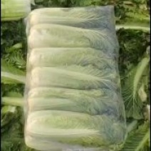 青口白(青麻叶)