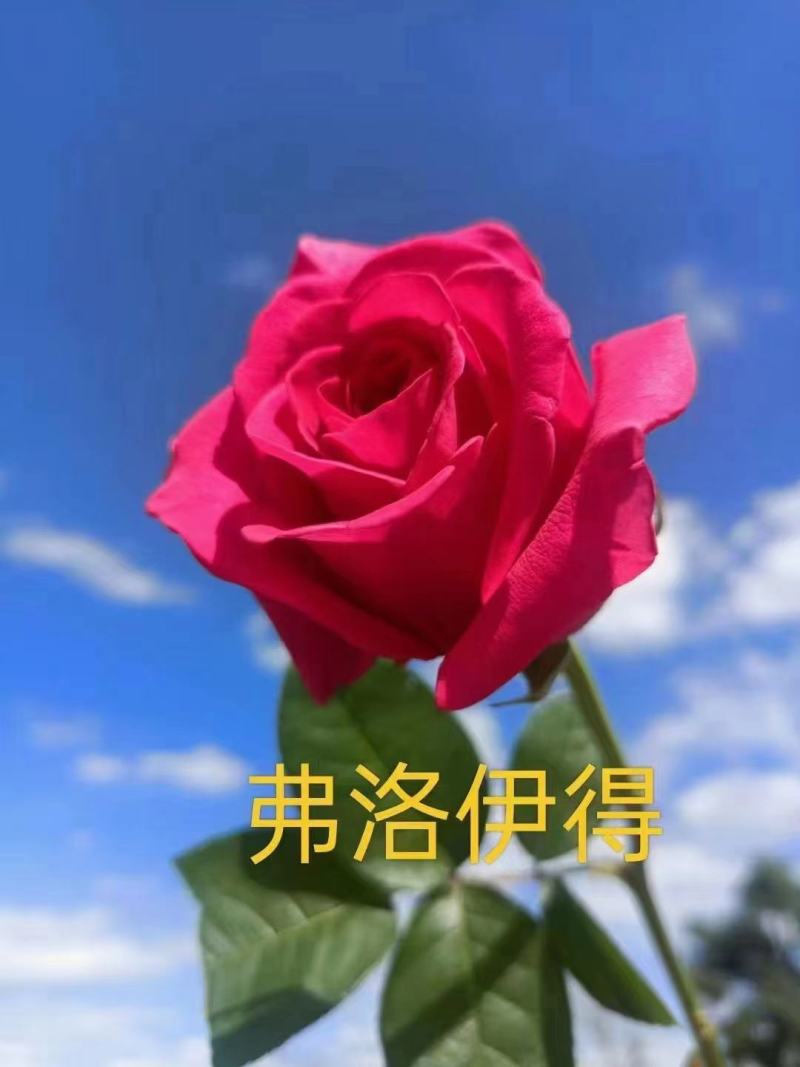 玫瑰花花苗，产地直发，品种齐全，量大从优，欢迎来电咨询