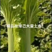 青麻叶大白菜(秋绿60)