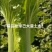 青麻叶大白菜(秋绿60)