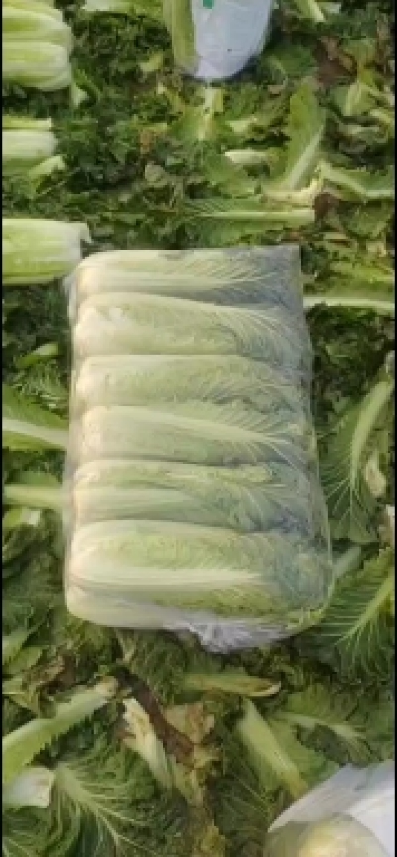 青麻叶大白菜(秋绿60)