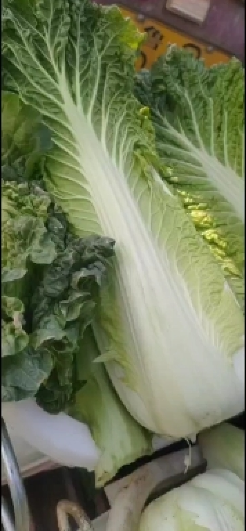 青麻叶大白菜(秋绿60)