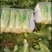 青麻叶大白菜(秋绿60)