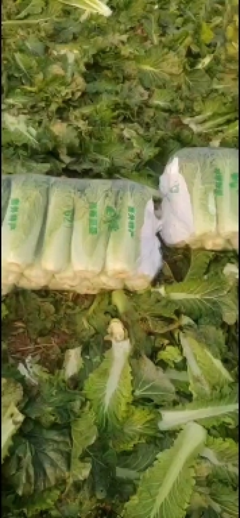 青麻叶大白菜(秋绿60)