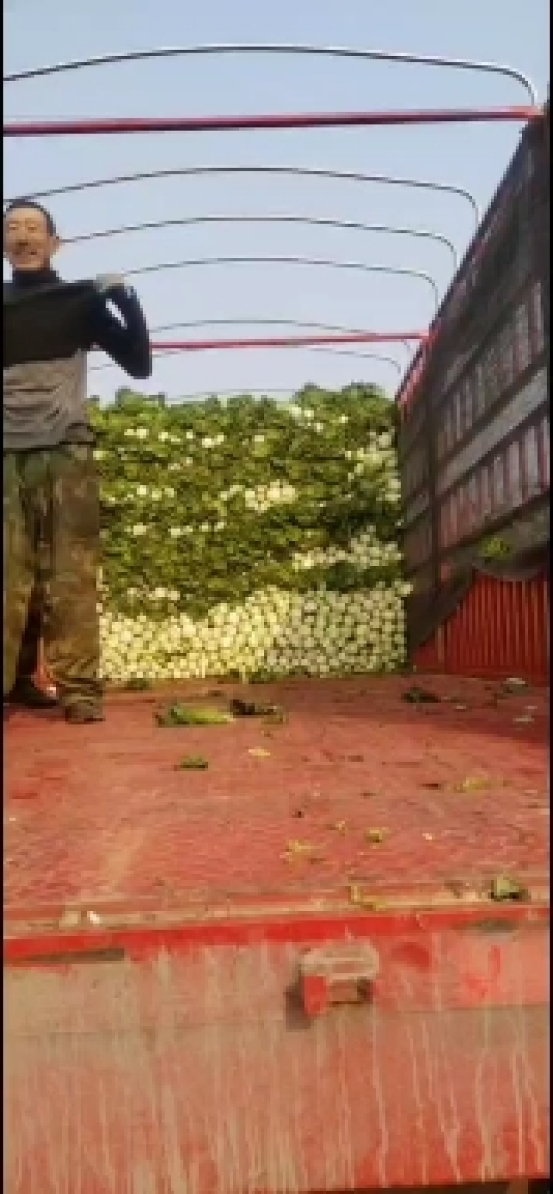 青麻叶大白菜(秋绿60)