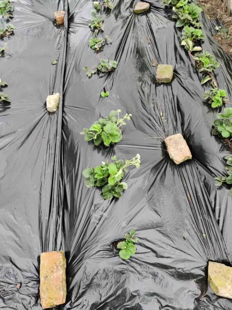 【包邮】5斤黑地膜农用种植加厚塑料膜除草保温保湿防草