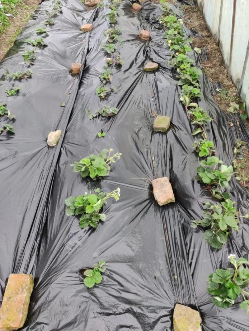 【包邮】5斤黑地膜农用种植加厚塑料膜除草保温保湿防草