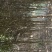 桂花树，八月桂，南阳桂花树